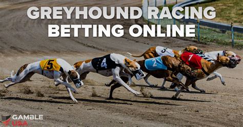 greyhound betting online